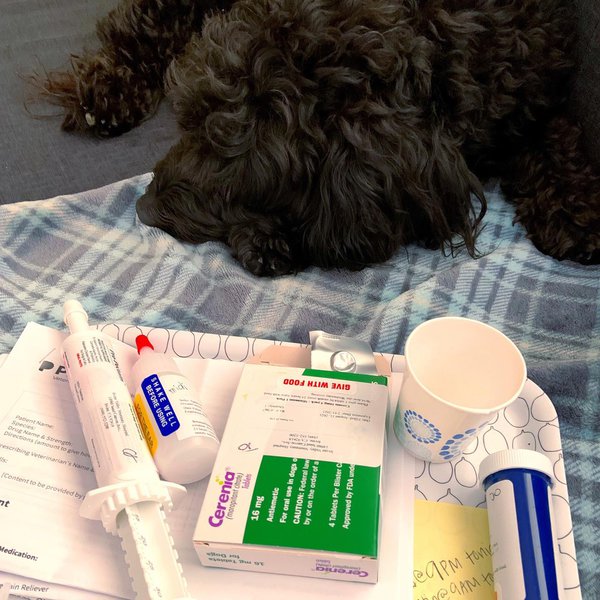 What Is Pancreatitis In Dogs Causes, Symptoms, And Treatment The Goody Pet