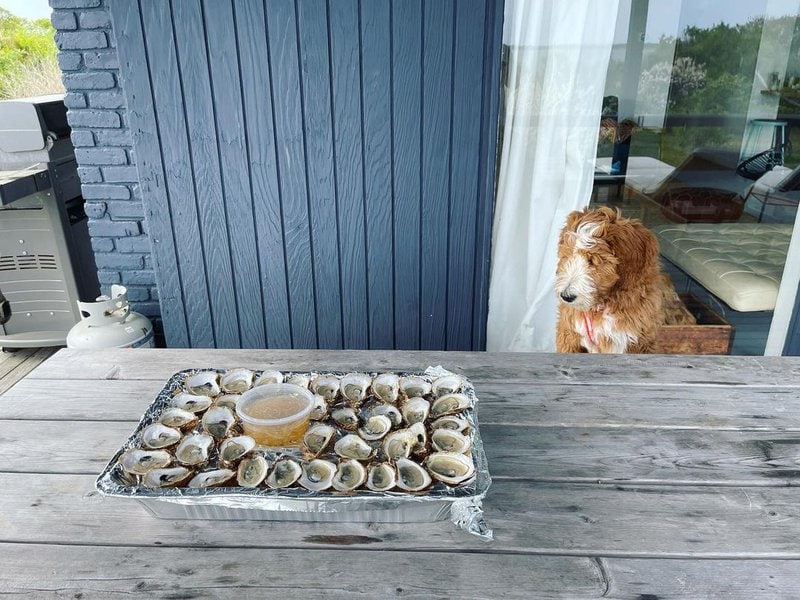 Can Dogs Eat Oysters? Top 2 Reasons Why It Is Not A Good Idea Feeding