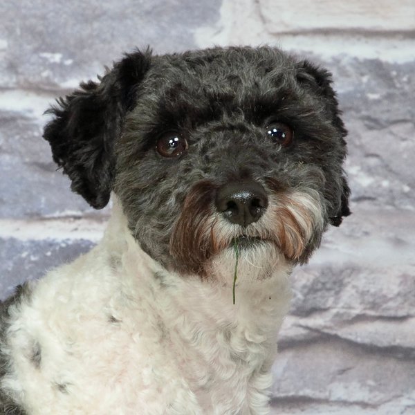 Can Dogs Eat Parsley? 2 Reasons Why This Is Not A Good Idea The Goody Pet