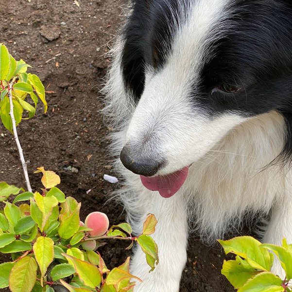 Can Dogs Have Plums? Here’s Why It Is Not A Good Idea The Goody Pet