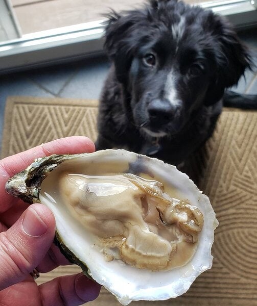 Can Dogs Eat Oysters? Top 2 Reasons Why It Is Not A Good Idea Feeding
