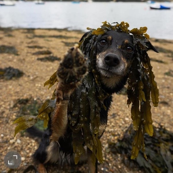 Can Dogs Eat Seaweed? What About Seaweed Sheets? The Goody Pet