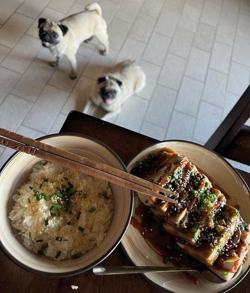 Can Dogs Have Tofu? Three Top Reasons Why This Is A Good Idea The Goody Pet