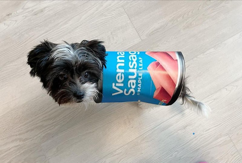 Can Dogs Eat Vienna Sausages? The Top Health Risks Such Foods Will Pose To Dogs The Goody Pet