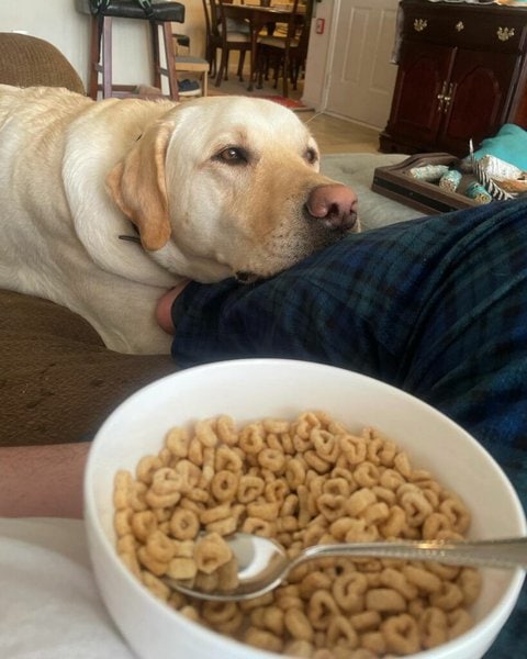 can a dog eat honey nut cheerios