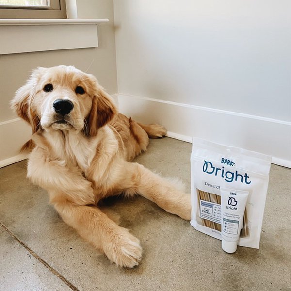 BARK Bright Review Is It Worth It? (November 2022 Reviews) The