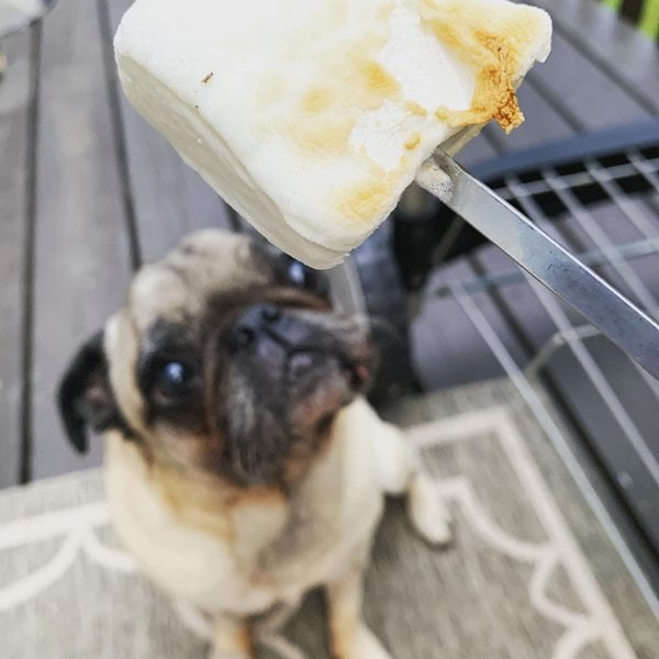 Can Dogs Eat Marshmallows? Top Two Reasons Why This Is Not Such A Good