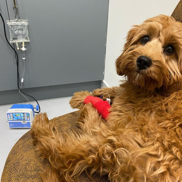 What Is Giardia In Dogs? 3 Things You Ought To Know The Goody Pet