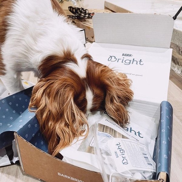 BARK Bright Review Is It Worth It? (November 2022 Reviews) The