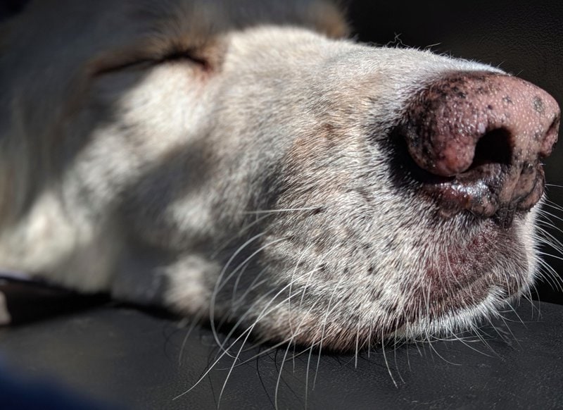 Why Are Dogs' Noses Wet? Fret Not! This May Not Be A Cold The Goody Pet