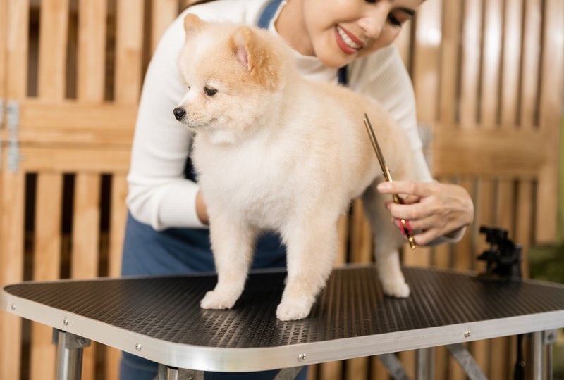 Essential Dog Grooming Table Accessories