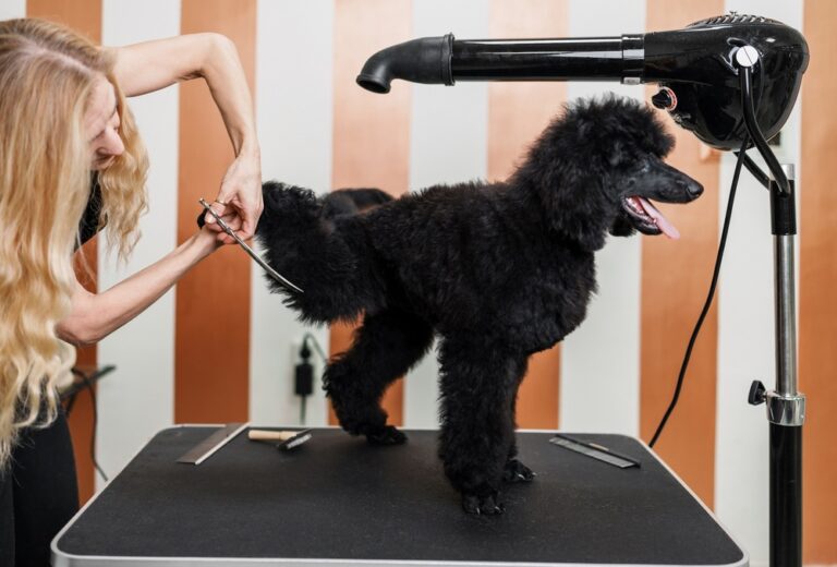 Top 16 Dog Groomers In The Bronx, Bronx [Updated 2022] The Goody Pet