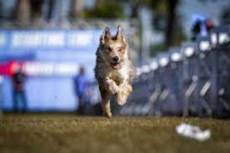 Fastest Dogs In The USA 2022 Competition Held The Goody Pet