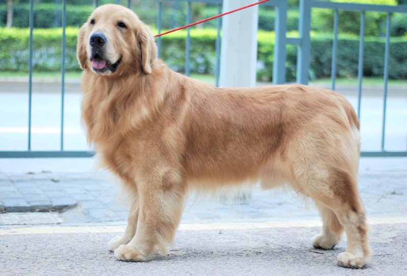 Golden Retriever Haircuts - Top XXX Styles To Try Them Out Now - The Goody  Pet