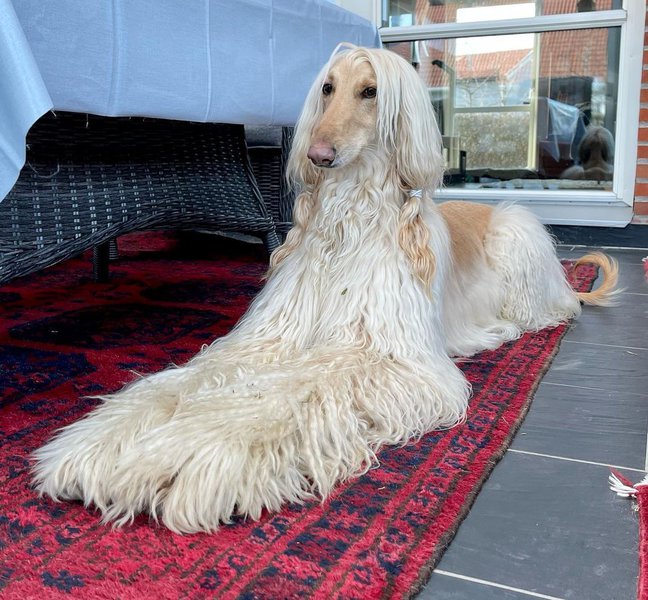 Afghan Hound Your Complete Breed Guide To Barakzai Hound The Goody Pet