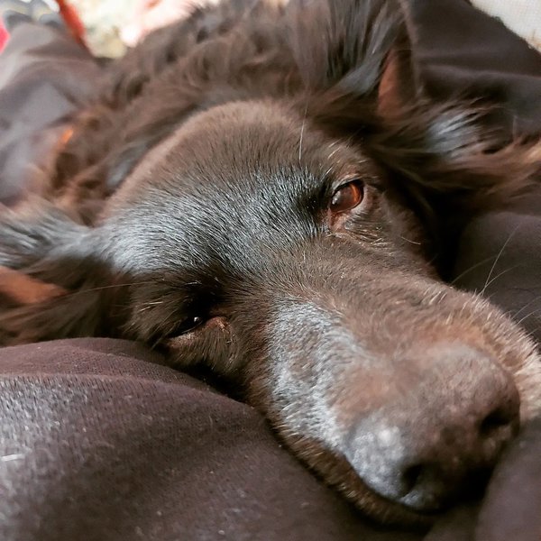 What Is Lethargy In Dogs? Not Knowing These Factors Can Cause You And