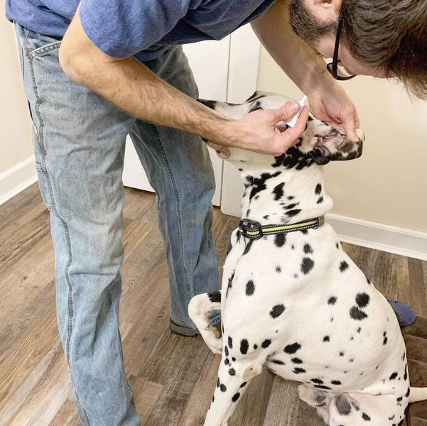 Can Humans Get Ear Mites From Dogs? Let’s Discuss The Likelihood That This Happens The Goody Pet