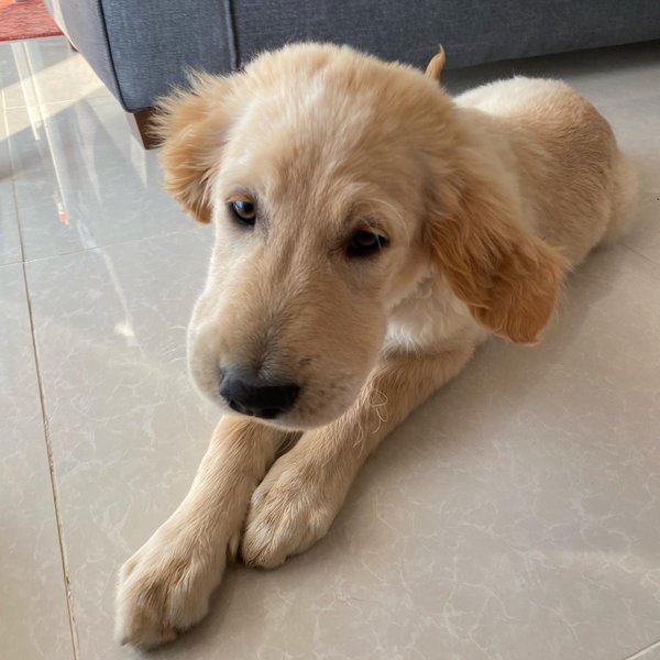 Can Dogs Be Allergic To Bees? And Here’s What You Should Do If Your Dog