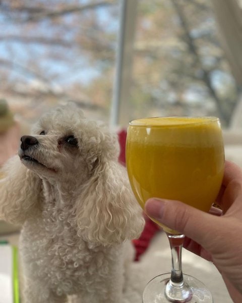 Can Dogs Have Pineapple Juice? Check Out All Its Benefits Right Here