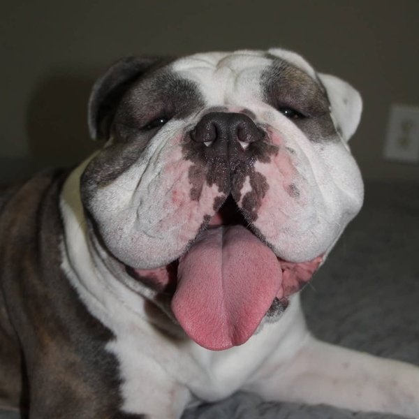 Can Dogs Be Allergic To Bees? And Here’s What You Should Do If Your Dog