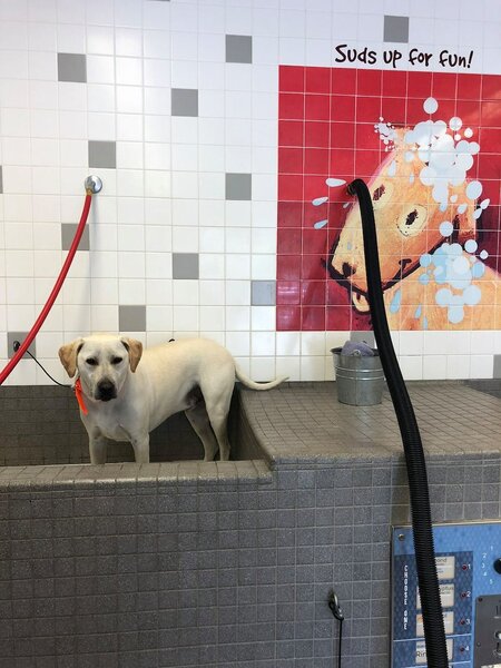 Image showcasing Dog Grooming Near Me | How To Find A Local Dog Groomer - The Goody Pet