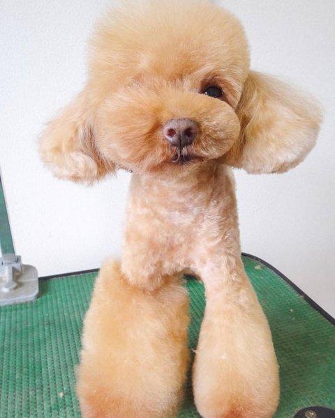 Pet Grooming Near My Location Prices photo