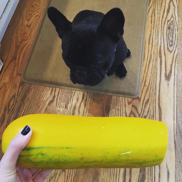 Can Dogs Eat Yellow Squash? You'll Be Surprised At How Beneficial Summer Squashes Are The