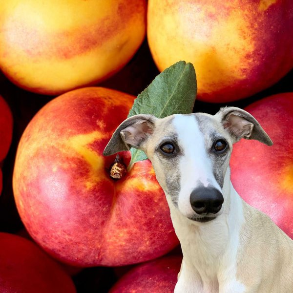Can Dogs Eat Nectarines? Check Out Their Unexpected Health Benefits