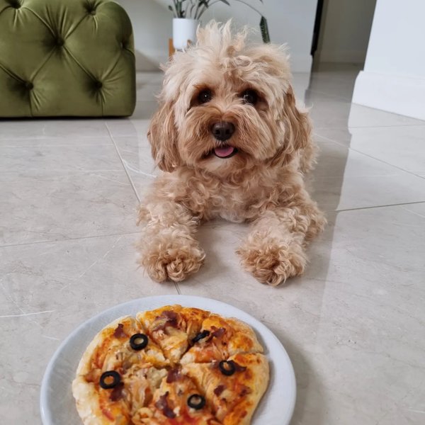 Can Dogs Have Black Olives? 2 Top Reasons Why They Can The Goody Pet