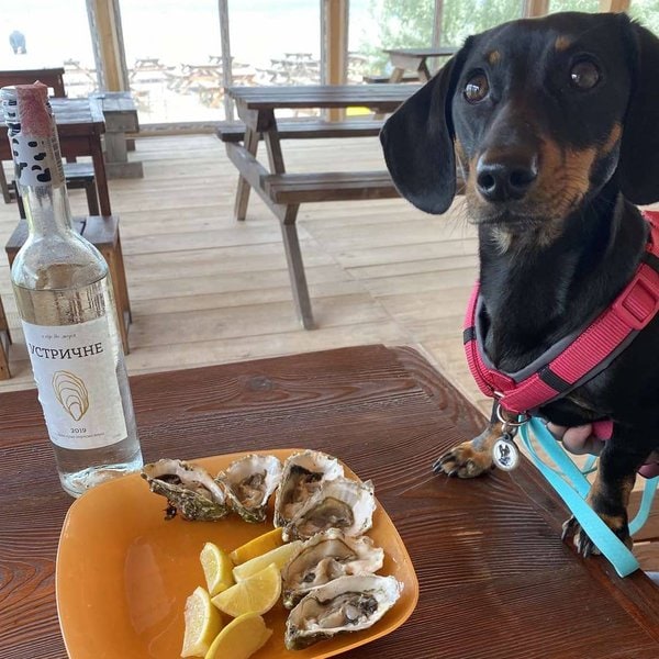 Can Dogs Eat Oysters? Top 2 Reasons Why It Is Not A Good Idea Feeding