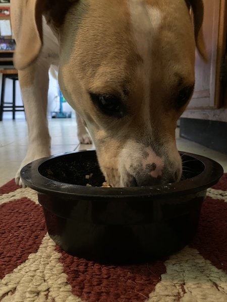 can-dogs-have-brown-rice-three-top-reasons-why-this-is-a-good-idea
