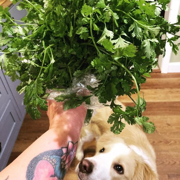 Can Dogs Have Cilantro? You'll Be Amazed At The Benefits It Brings