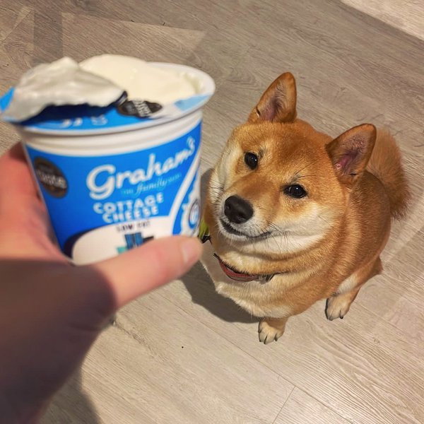 Can Dogs Have Cottage Cheese? Check Out Why This Cheese Type Is The Ideal Option For Dogs The