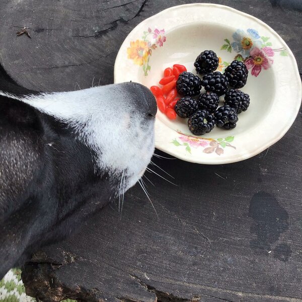 Can Dogs Eat Goji Berries? Check Out The AllImportant Benefits Right