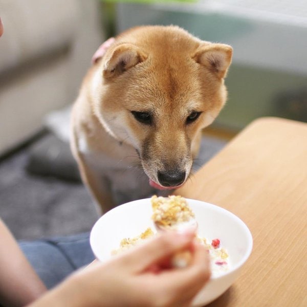 Can Dogs Eat Granola And Granola Bars? 3 Important Reasons Not To Feed