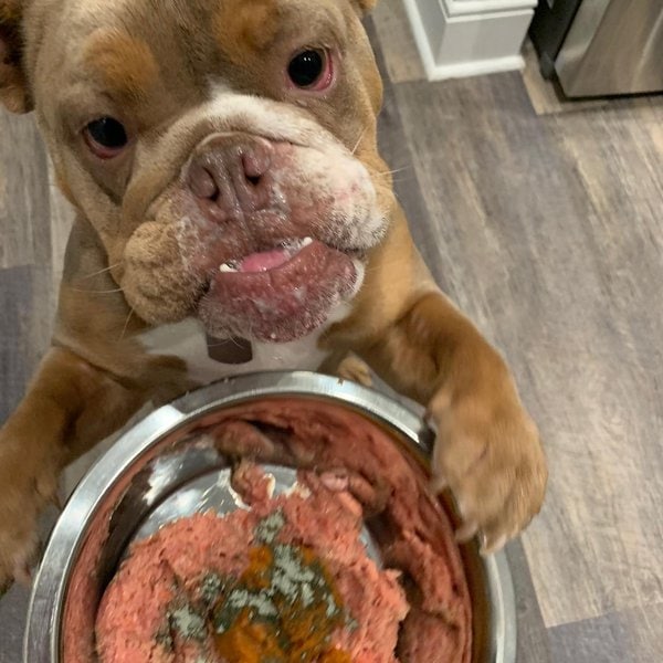 Can Dogs Eat Ground Turkey 2 Top Reasons Why It Is A Good Idea The can-dogs-eat-ground-turkey-2-top-reasons-why-it-is-a-good-idea-the