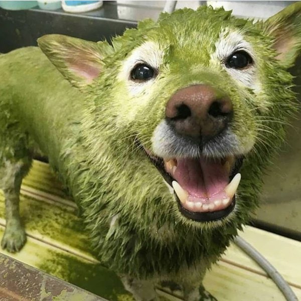 Can Dogs Have Matcha? 4 Green Benefits It Brings When Fed In