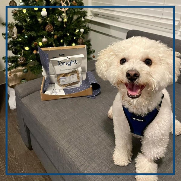 BARK Bright Review Is It Worth It? (November 2022 Reviews) The