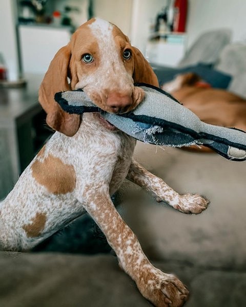 Bracco Italiano - Your Complete Breed Guide To The Italian Pointer ...