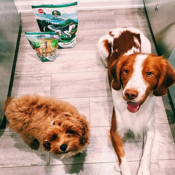 Dr. Marty Dog Food Review Is It Worth It? (June 2022 Reviews) The