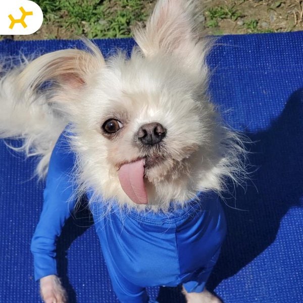 Embark Vet Review Is It Worth It? (September 2022 Reviews) The