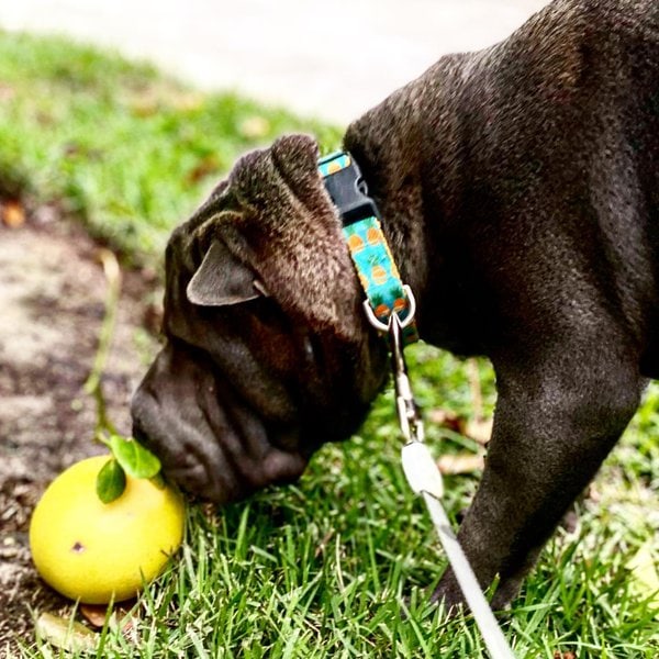 Can Dogs Eat Grapefruit? Warning! Watch Out For These Things The