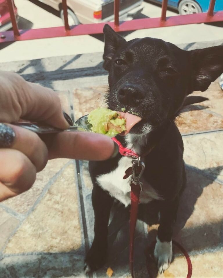 Can Dogs Eat Guacamole? Two Reasons Why This Is Not A Bad Idea The
