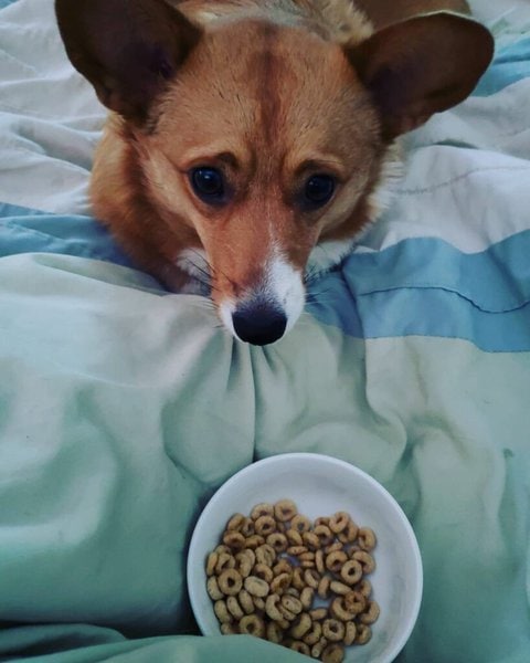 can a dog eat honey nut cheerios