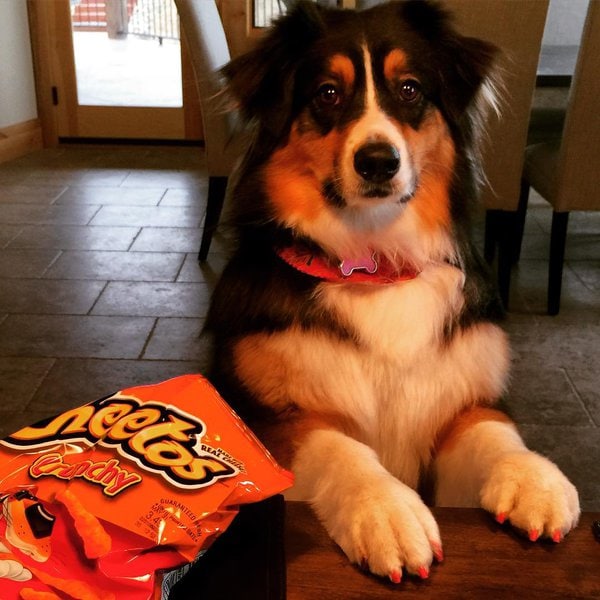 Can Dogs Have Hot Cheetos? Warning! Avoid At All Costs! The Goody Pet