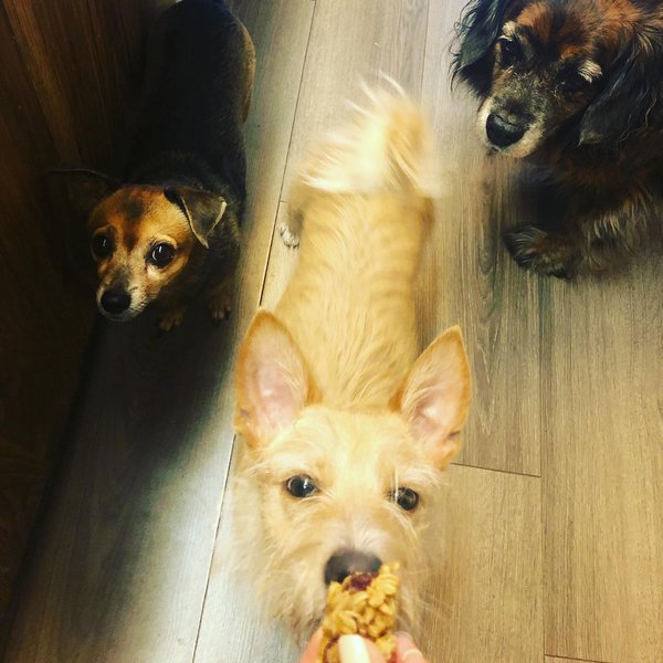 Can Dogs Eat Granola And Granola Bars? 3 Important Reasons Not To Feed