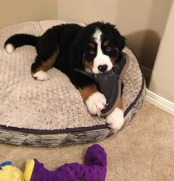 Why Do Dogs Chew On Everything? Note Down These Things To Put An End To