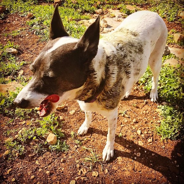 Why Do Dogs Roll In Poop? Here’s What You Can Do To Stop It The Goody Pet