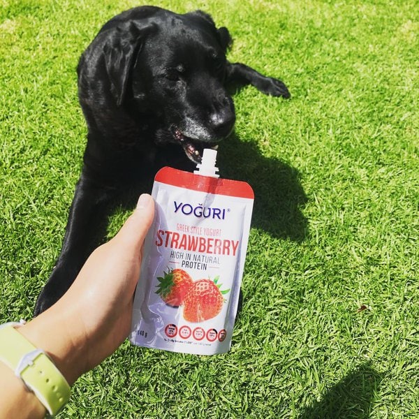 Can Dogs Eat Strawberry Yogurt? Check Out Its Surprising Benefits Right