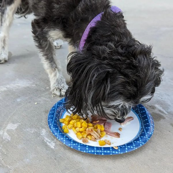 Can Dogs Eat Turkey, Raw Or Cooked? The Goody Pet